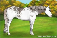 Horse Color:White Spotted Silver Black Sabino Splash 