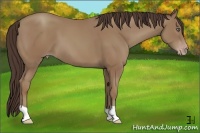 Horse Color:Classic Champagne 