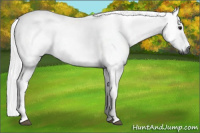 Horse Color:Gray Bay