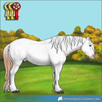 Horse Color:Brown Appaloosa Rabicano 