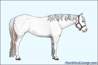 Horse Color:Smoky Black Appaloosa Rabicano 
