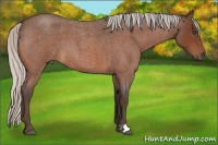 Horse Color:Silver Bay Roan