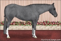 Horse Color:Black Appaloosa