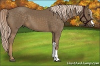 Horse Color:Chocolate Palomino 