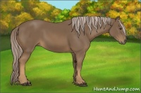Horse Color:Chocolate Palomino 