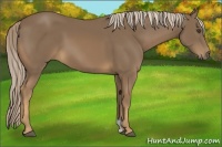 Horse Color:Chocolate Palomino 