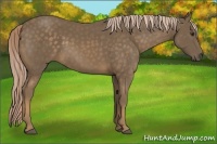 Horse Color:Chocolate Palomino 