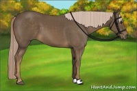 Horse Color:Chocolate Palomino