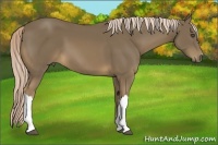 Horse Color:Chocolate Palomino 