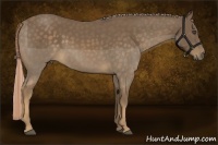Horse Color:Chocolate Palomino 