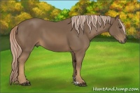 Horse Color:Chocolate Palomino 