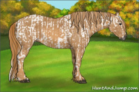 Horse Color:Gray White Spotted Black Brindle