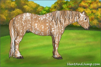 Horse Color:Gray White Spotted Black  Brindle