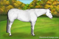 Horse Color:White Spotted Grullo  Brindle