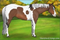 Horse Color:Bay Splash Tobiano