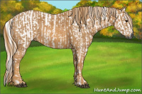 Horse Color:Gray White Spotted Blue Roan  Brindle
