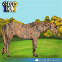 Horse Color:Black  Brindle