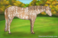 Horse Color:Gray White Spotted Black Brindle