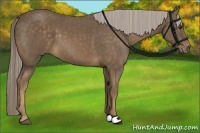 Horse Color:Chocolate Palomino 