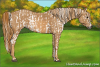 Horse Color:Gray White Spotted Black  Brindle