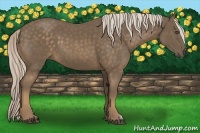 Horse Color:Chocolate Palomino 