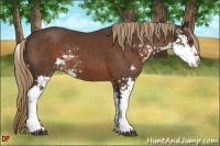 Horse Color:Liver Chestnut Sabino