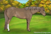 Horse Color:Chocolate Palomino 