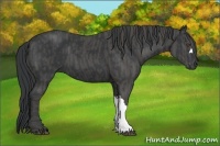 Horse Color:Black  Brindle