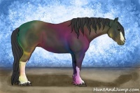 Horse Color:Black 
