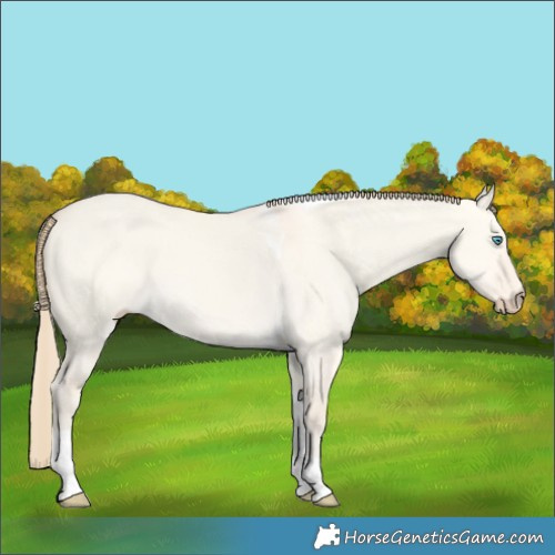 Horse Color:Perlino Dun Tobiano 