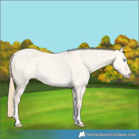 Horse Color:Perlino Dun Tobiano