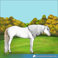 Horse Color:Buckskin Dun Tobiano Appaloosa