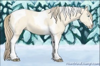 Horse Color:Perlino Dun Tobiano 