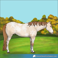 Horse Color:Brown Ice Pearl Dun 