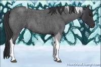 Horse Color:Blue Roan Tobiano