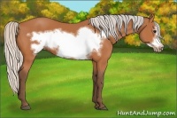 Horse Color:Silver Bay Frame