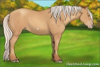 Horse Color:Silver Amber Champagne Frame 