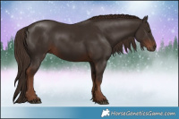 Horse Color:Liver Chestnut 