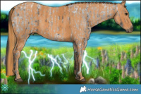 Horse Color:White Spotted Blue Ice Roan Rabicano  Brindle