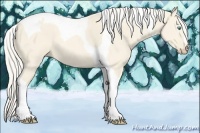 Horse Color:Cremello Dun Tobiano