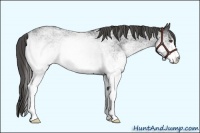 Horse Color:White Spotted Blue Roan Rabicano  Brindle