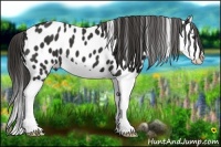 Horse Color:Liver Chestnut Splash Appaloosa 