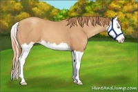 Horse Color:Gold Champagne Sabino Splash 