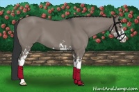 Horse Color:Grullo Sabino 