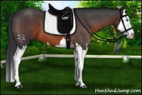 Horse Color:Brown Roan Sabino Splash 