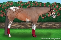 Horse Color:Bay Sabino Appaloosa 