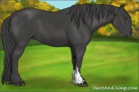 Horse Color:Smoky Black