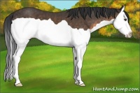 Horse Color:Buckskin Splash 