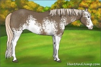 Horse Color:White Spotted Chocolate Palomino Sabino Splash 