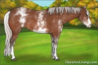 Horse Color:White Spotted Silver Bay Splash 